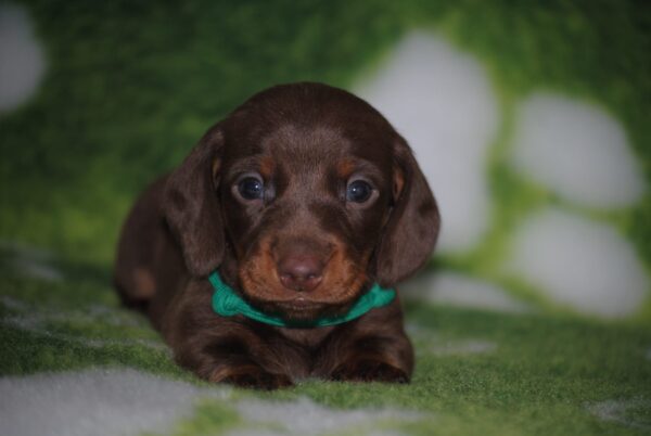 Dachshund Puppy 4