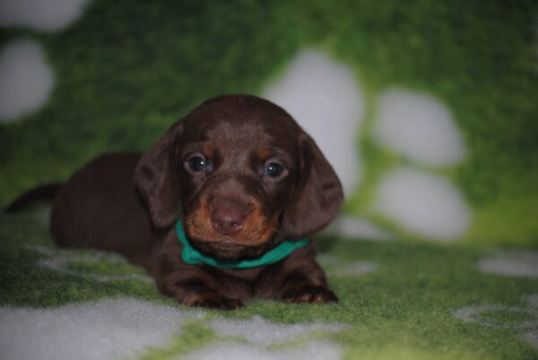 Dachshund Puppy 3